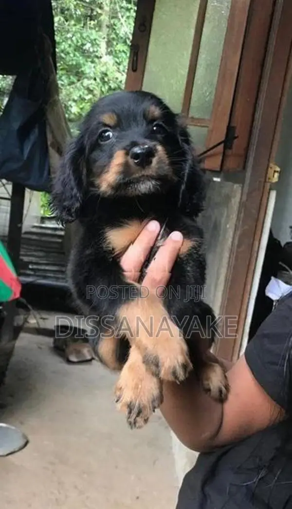 Cocker Spaniel Puppy