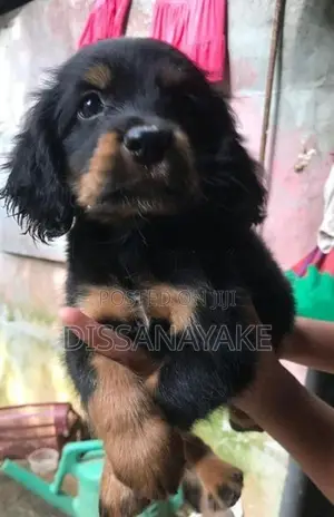 Cocker Spaniel Puppy