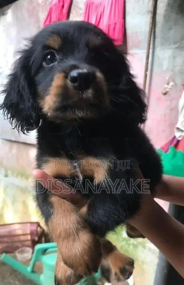 Cocker Spaniel Puppy
