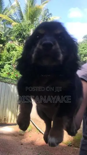 Cocker Spaniel Puppy