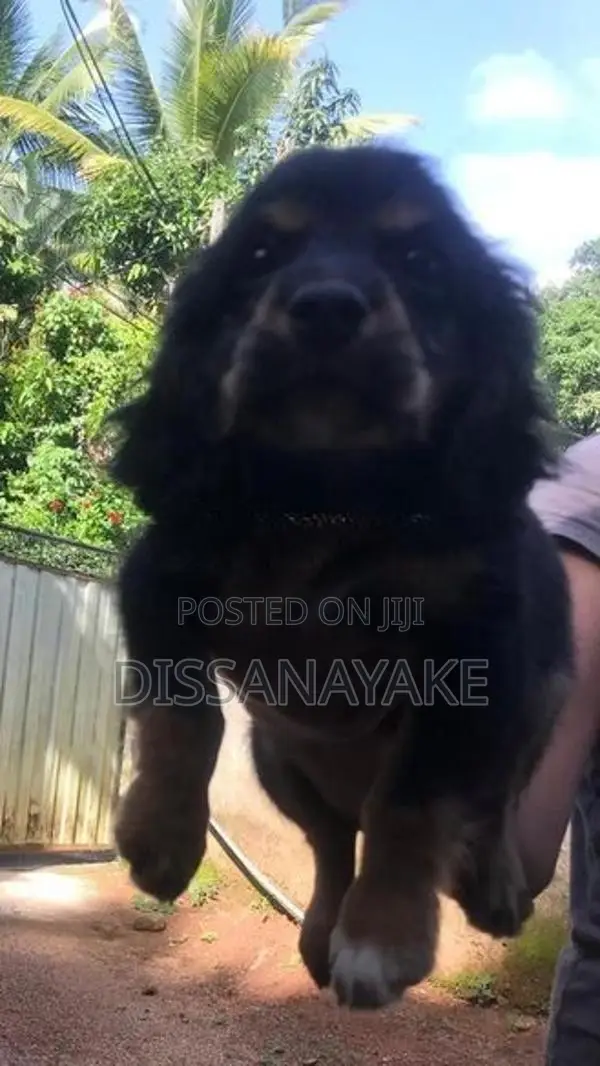 Cocker Spaniel Puppy