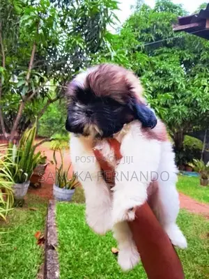 Shi Tzu Puppies