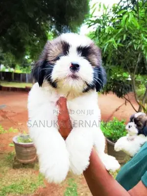 Shi Tzu Puppies