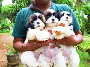 Shi Tzu Puppies