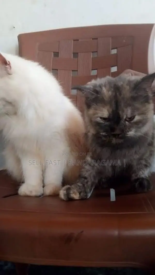 PPersian cat
