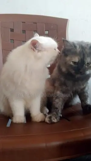 PPersian cat