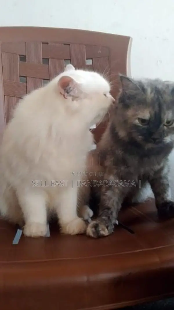 PPersian cat