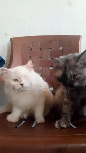 PPersian cat