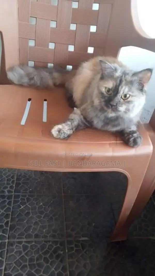 PPersian cat