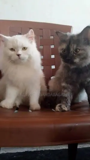 PPersian cat