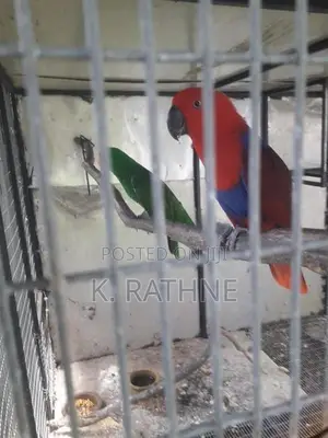 Eclectus Parrots
