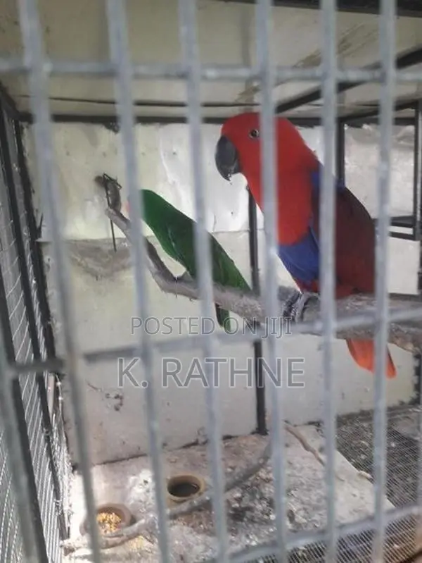 Eclectus Parrots