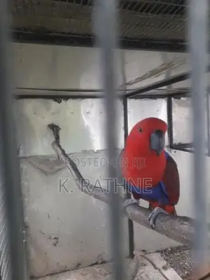 Eclectus Parrots
