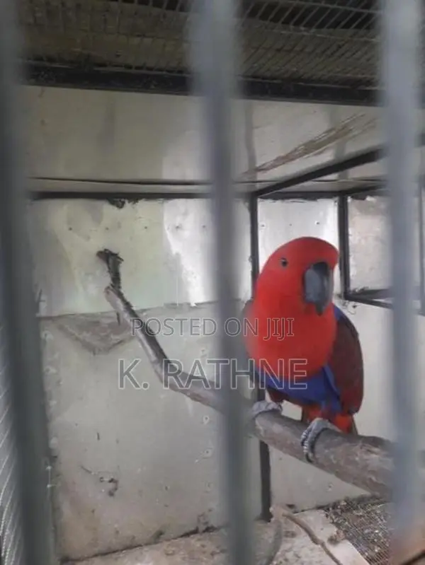 Eclectus Parrots