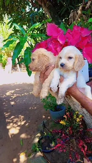 Cocker Spaniel Puppies