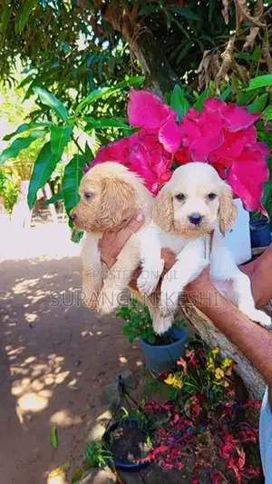 Cocker Spaniel Puppies