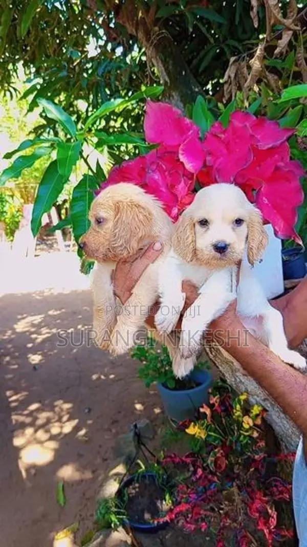 Cocker Spaniel Puppies
