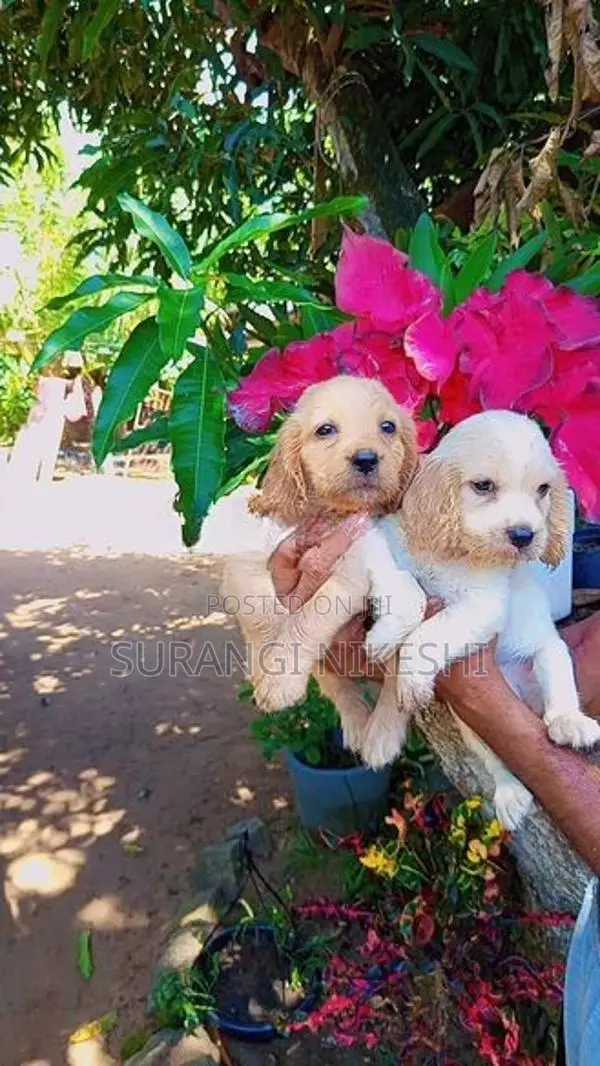 Cocker Spaniel Puppies