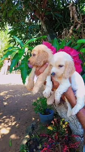 Cocker Spaniel Puppies