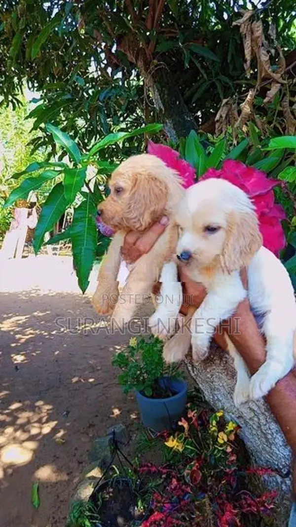 Cocker Spaniel Puppies