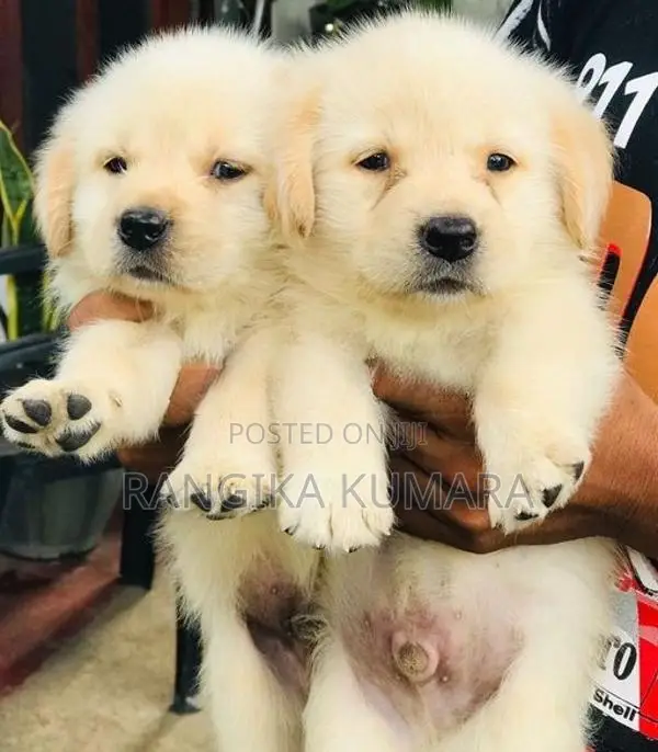 Labrador Retriever Puppies