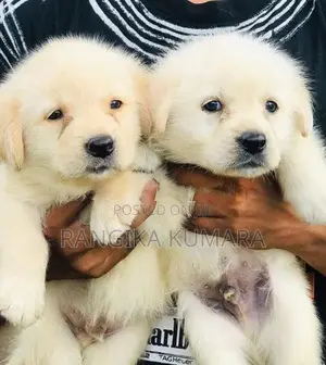 Labrador Retriever Puppies