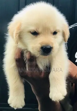 Labrador Retriever Puppies