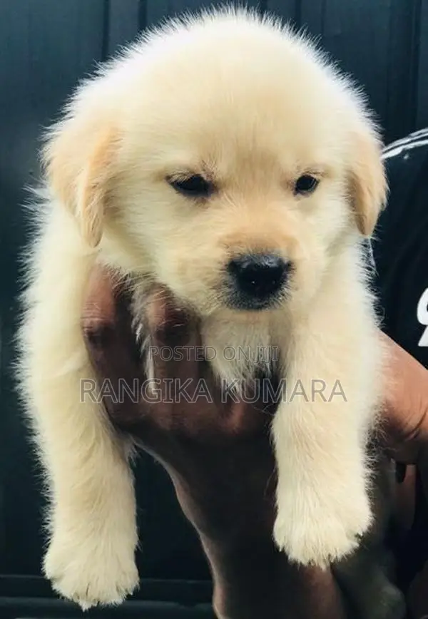 Labrador Retriever Puppies