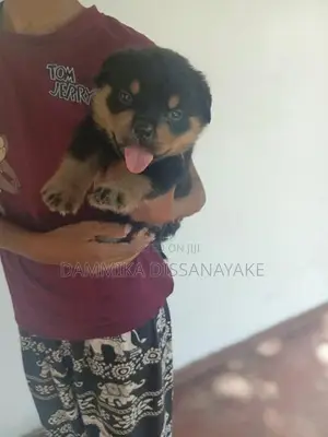 Rottweiler puppies