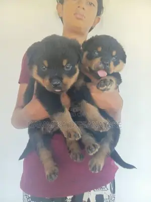 Rottweiler puppies