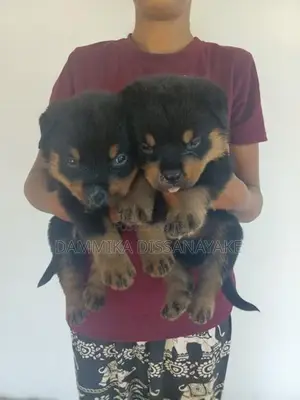 Rottweiler puppies