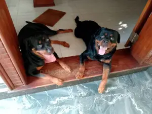 Rottweiler puppies