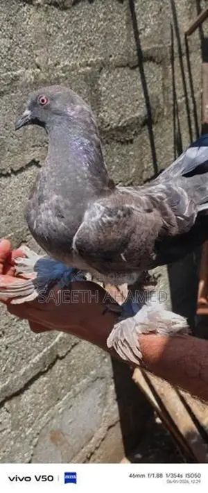 Pigeons