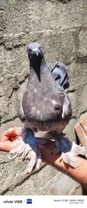 Pigeons