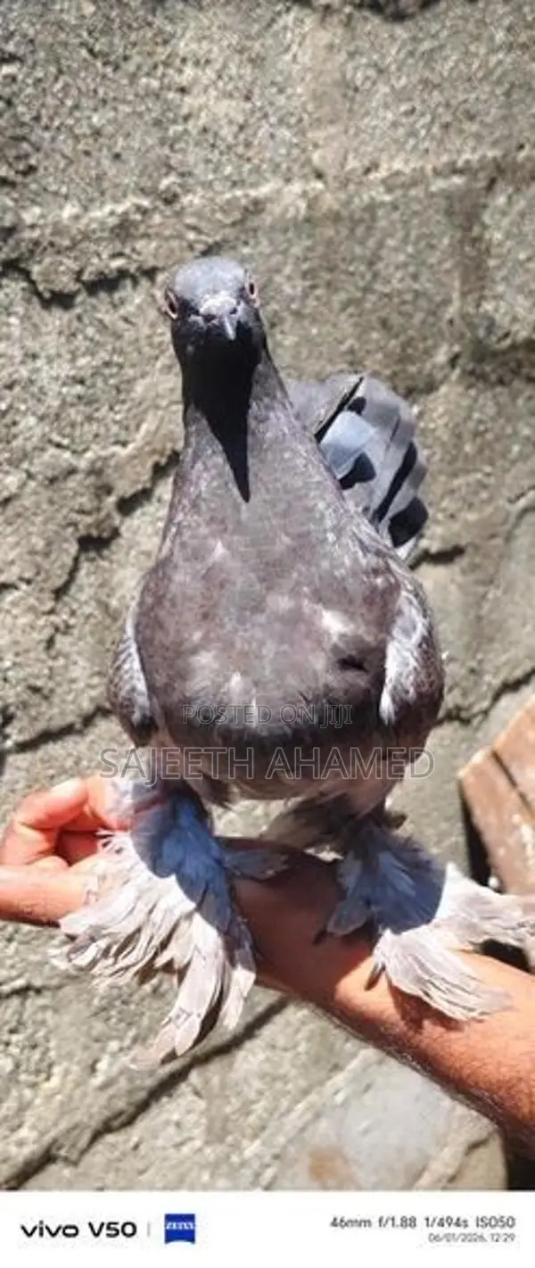 Pigeons