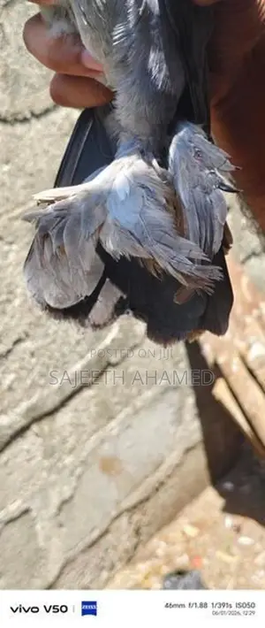Pigeons
