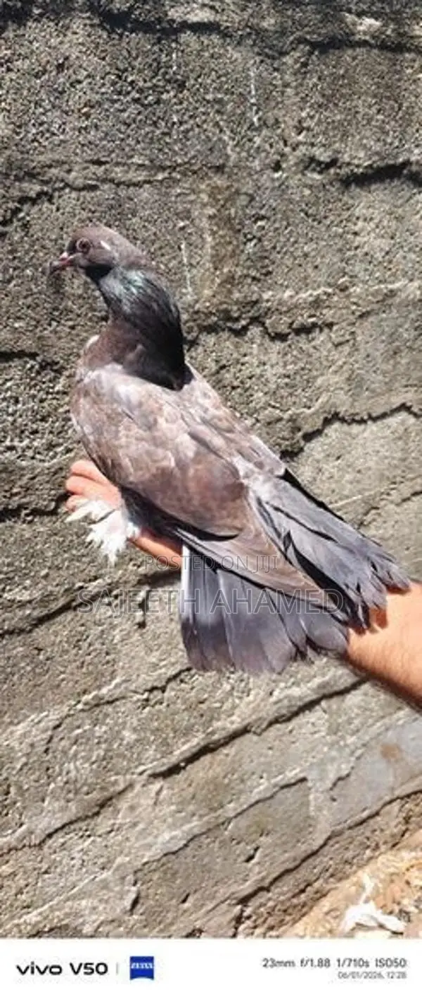 Pigeons