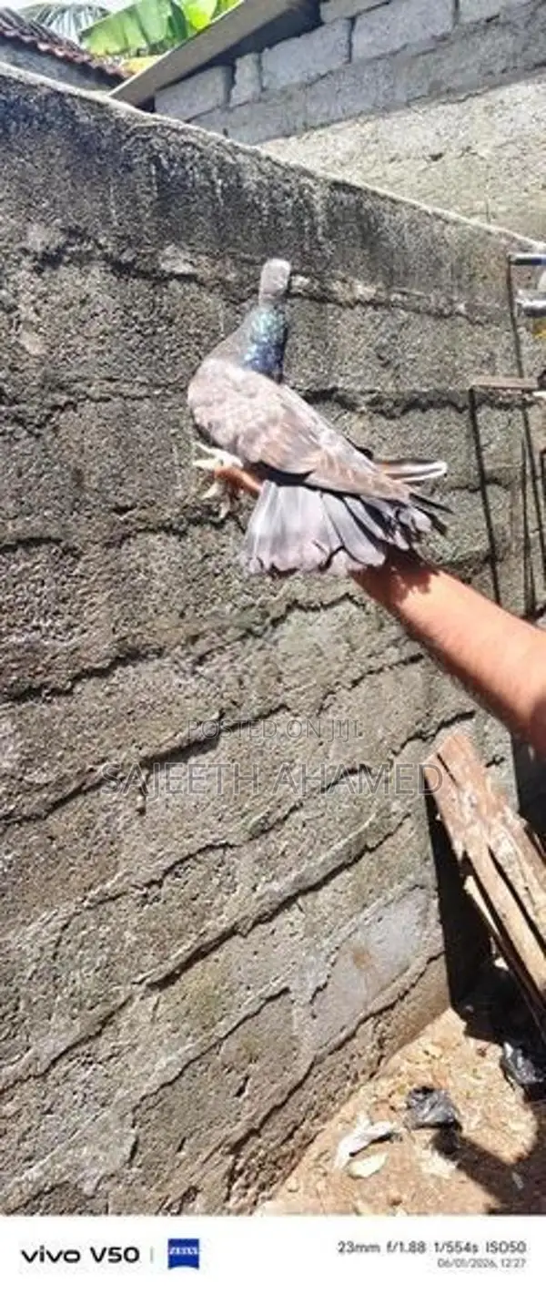 Pigeons
