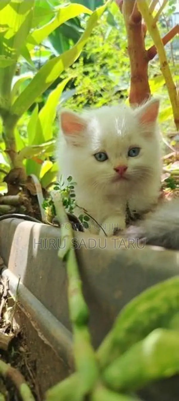 Persian Kittens