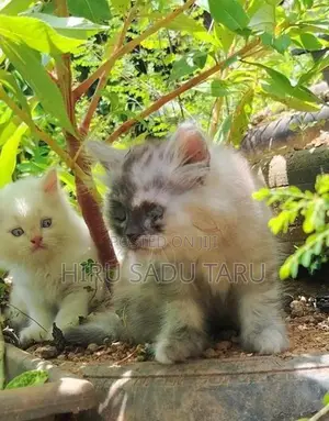 Persian Kittens