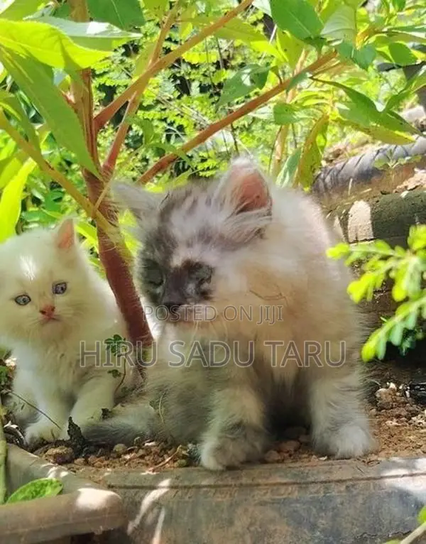 Persian Kittens