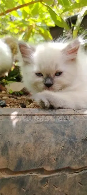 Persian Kittens