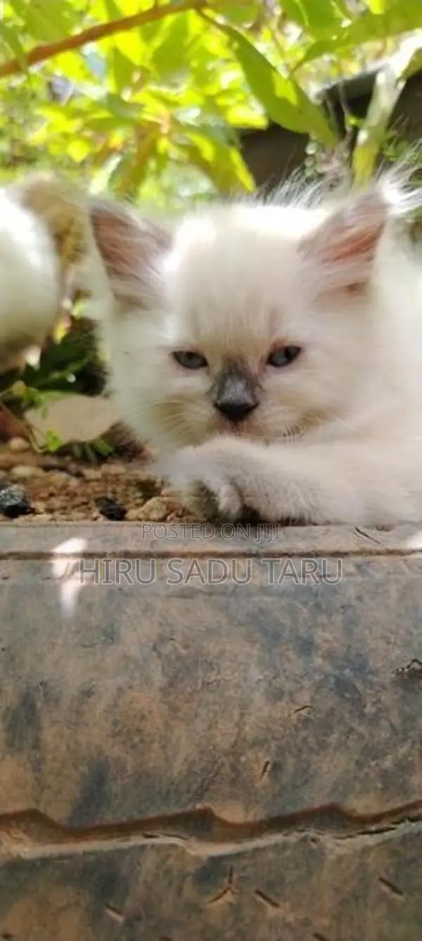 Persian Kittens