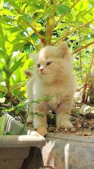 Persian Kittens