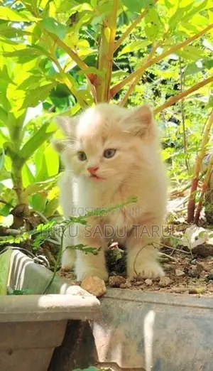 Persian Kittens