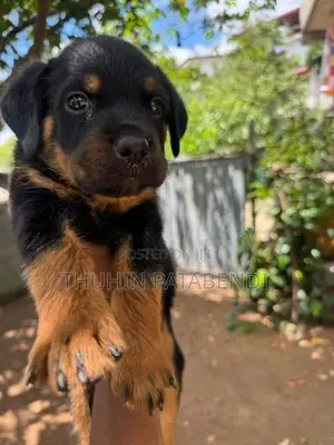 Rottweiler puppy