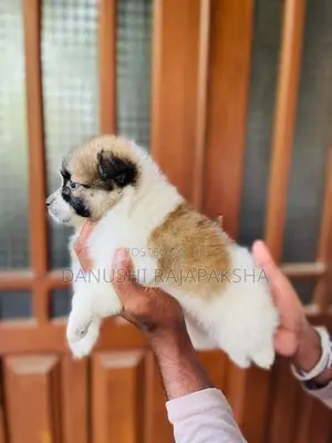 Pomeranian Puppies