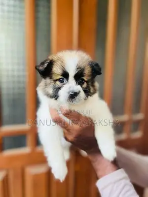 Pomeranian Puppy