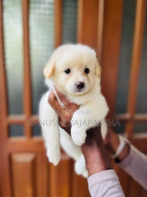 Pomeranian Puppy