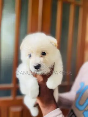 Pomeranian Puppies